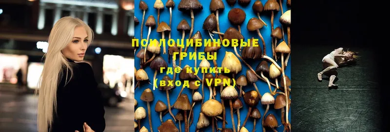 Псилоцибиновые грибы Psilocybe  Карпинск 